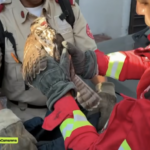 Águila gris juvenil salvada tras ser hallada herida en zona urbana de Guadalajara