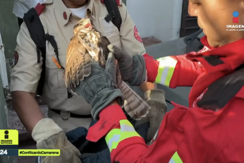 Águila gris juvenil salvada tras ser hallada herida en zona urbana de Guadalajara